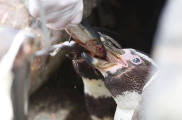 Pinguin is being fed