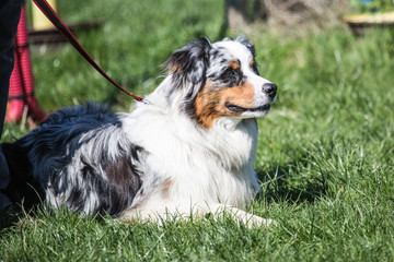 Portrait of Australian Shepherd Dog in Belgium
