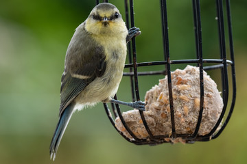 Garden Birds