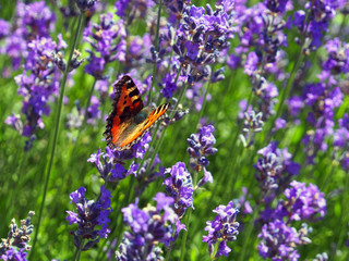 Fototapeta na wymiar Schmetterling (Kleiner Fuchs) im Lavendel