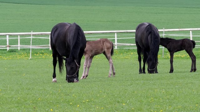 Black kladrubian horse, mare with foal