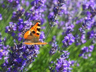 Schmetterling (Kleiner Fuchs) im Lavendel
