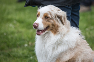 Portrait of Australian Shepherd Dog in Belgium