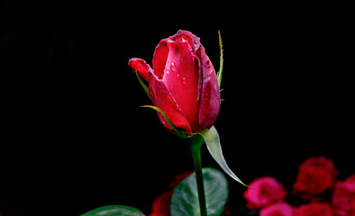 Fototapeta premium Red roses on the black wood background . Love expression . Beautful attractive blossom lying on the dark background
