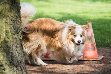 Portrait of Australian Shepherd Dog in Belgium