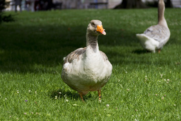 Goos 2, Гусь