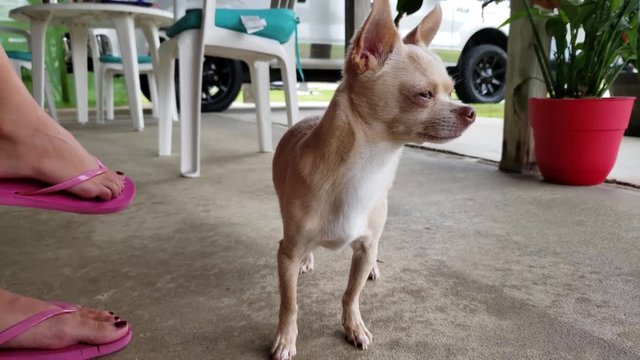 Cute tan Chihuahua concentrating and staring.