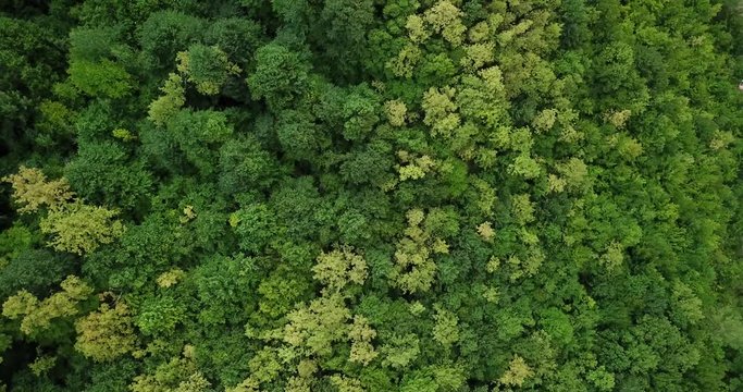 Aerial top view of summer green trees in forest background, Caucasus, Russia. Drone photography. Coniferous and deciduous trees, forest road. Beautiful panoramic photo over the tops of pine forest.