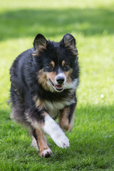 Portrait of Australian Shepherd Dog in Belgium