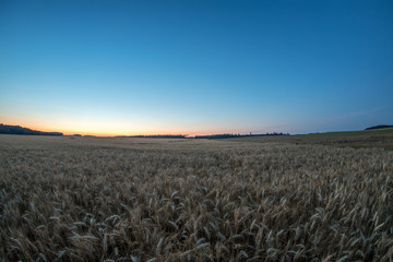 Obraz premium Kornfelder im Sonnenuntergang