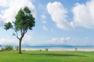 Fototapeta na wymiar Tropical beach with green lawn and a tree. Wallpaper