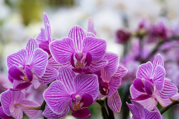 phalaenopsis hybride orchid 