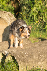 Portrait of Australian Shepherd Dog in Belgium