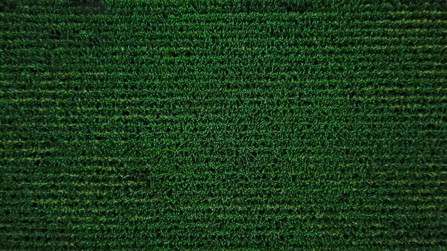 Aerial view of a green corn field