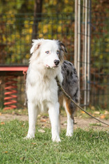 Fototapeta premium Portrait of Australian Shepherd Dog in Belgium