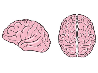 Human brain on white background. View from above and profile. Vector illustration