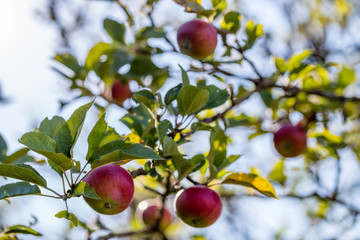 Apfelbaum an einem Kornfeld