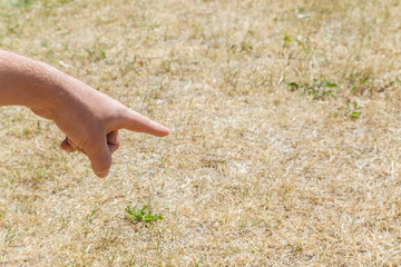 Man's finger pointing to the dried grass without rain for a long time. Closeup. Hot summer season with high temperature. Low humidity level. Environmental problem. Global warming.