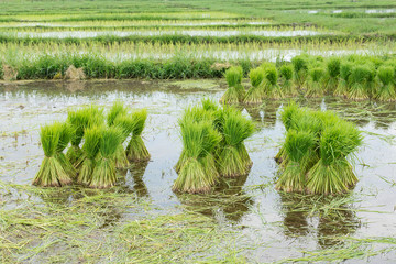 Rice seedlings are ready for planting. Rice agriculture preparation rice seedlings