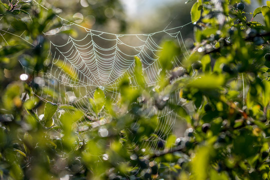 Spinnenweben im Morgentau an einem Sommermorgen