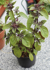Beautiful and fragrant plant of African blue basil on the balcony table, to spice up