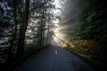 Sonnenstrahlen die durch Bäume auf eine Straße fallen
