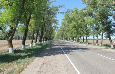 Fototapeta na wymiar straight highway, summer and trees
