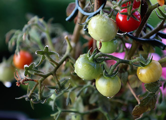  Horticulture in the garden: cherry tomato plant plenty of  fruits to ripe