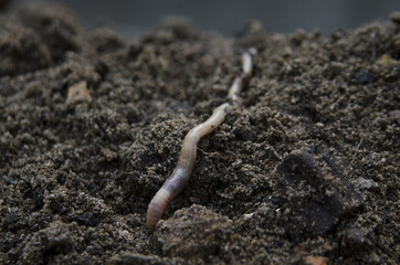 Дождевой червь
