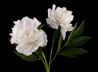 peonies isolated on a black background © Valerii Zan