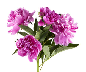 Peony flowers isolated on white background