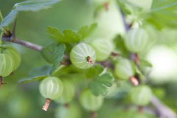 gooseberry in the garden with a defocused background