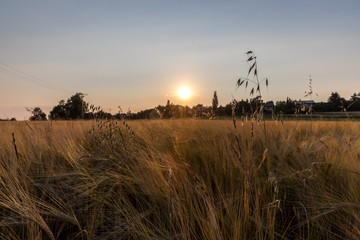 Fototapeta premium Felder an einem Sommerabend in Hessen
