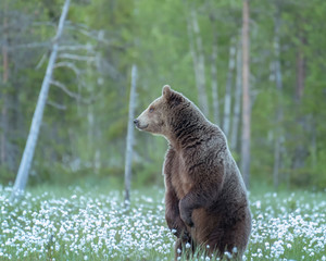 Brown bear (Ursus arctos) standing on his hind legs in in the Finnish bog