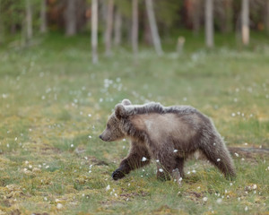 Fototapeta na wymiar Young Brown bear (Ursus arctos) walking on a Finnish bog on a sunny summer evening. Bear's winter fur is shedding