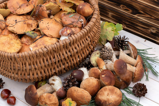 Boletus mushrooms in basket. Rustic style, natural day light.