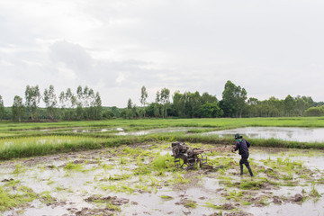 plows machine - Farmer using walking tractor plowing in rice field to prepare the area to grow rice.
