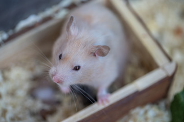 Obraz premium Hamster