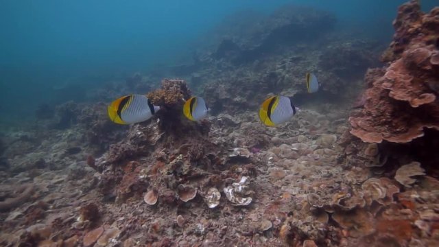 Four beautiful butterfly fishes hanging out together gliding through the reef