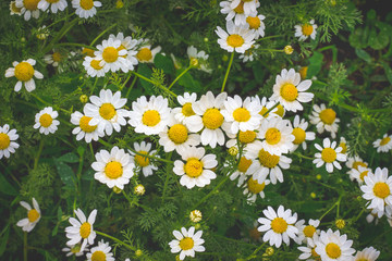 White chamomile on a green background. White daisies texture_