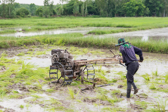 plows machine - Farmer using walking tractor plowing in rice field to prepare the area to grow rice.