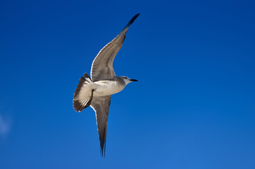 Albatross spreading his wings flies against the blue sky