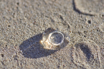 a small transparent jellyfish on the sand is illuminated by the 
