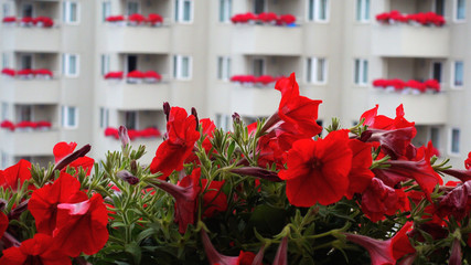 The concept of floriculture and decoration of flowers. Flowers on the balcony of a multi-storey residence.