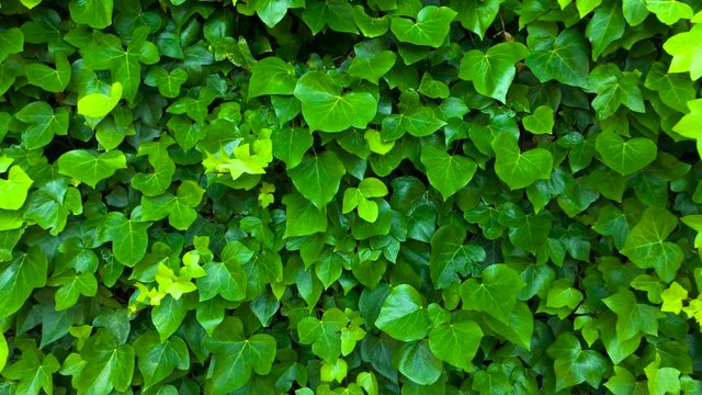 Wall is covered with green leaves that sway in the wind