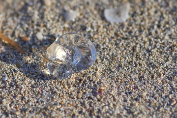 a small transparent jellyfish on the sand is illuminated by the 