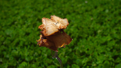 Fried meat, chicken meat, against a background of green grass. The food on the fork is spinning. Place for your text.