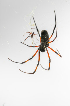 araign&eacute;es, &icirc;le de la R&eacute;union
