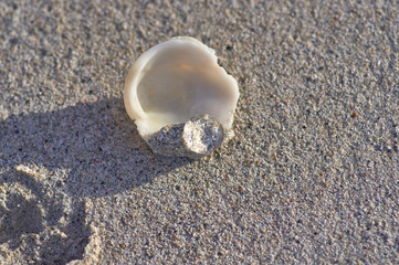 Shell with a small transparent jellyfish on the background of sa