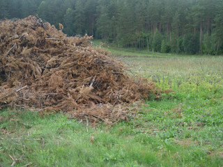 Obraz premium pine trees cut